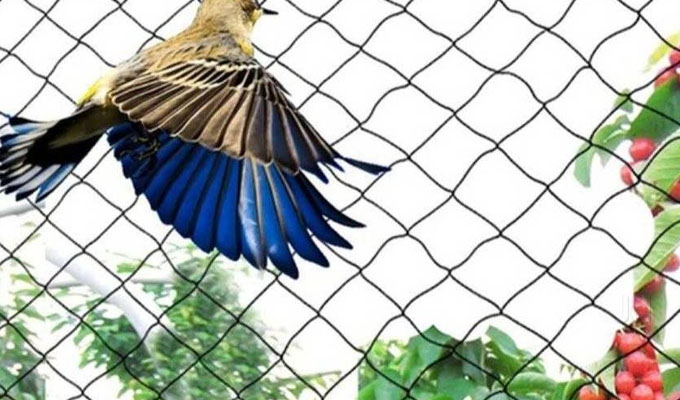 Anti Bird nets in Kokapet 